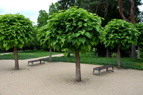 It is a low tree, with large leaves. The heart-shaped leaves are light to medium green. The tree maintains a broadly spherical, compact crown, an alley in the city park by the road